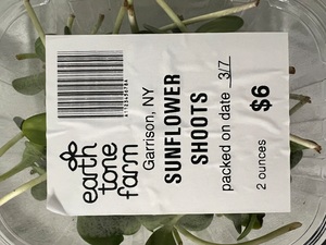 Sunflower Shoots