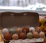 Soy-free Pasture Raised Eggs