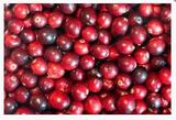 Old Earth Orchards Howe Cranberries - 1lb Bag